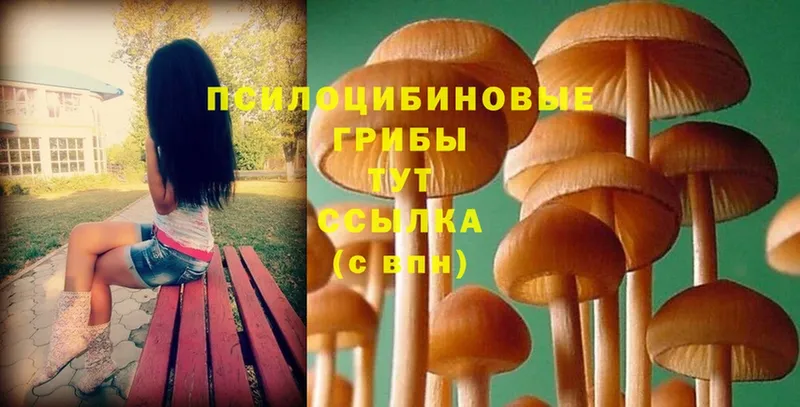 Галлюциногенные грибы Psilocybine cubensis  Семикаракорск 